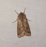 Image of Orthosia pacifica Harvey 1874