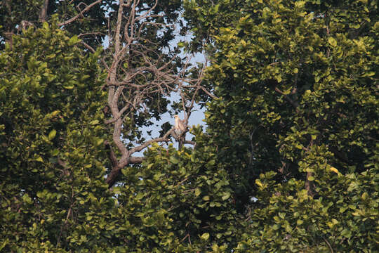 Nisaetus cirrhatus (Gmelin & JF 1788) resmi