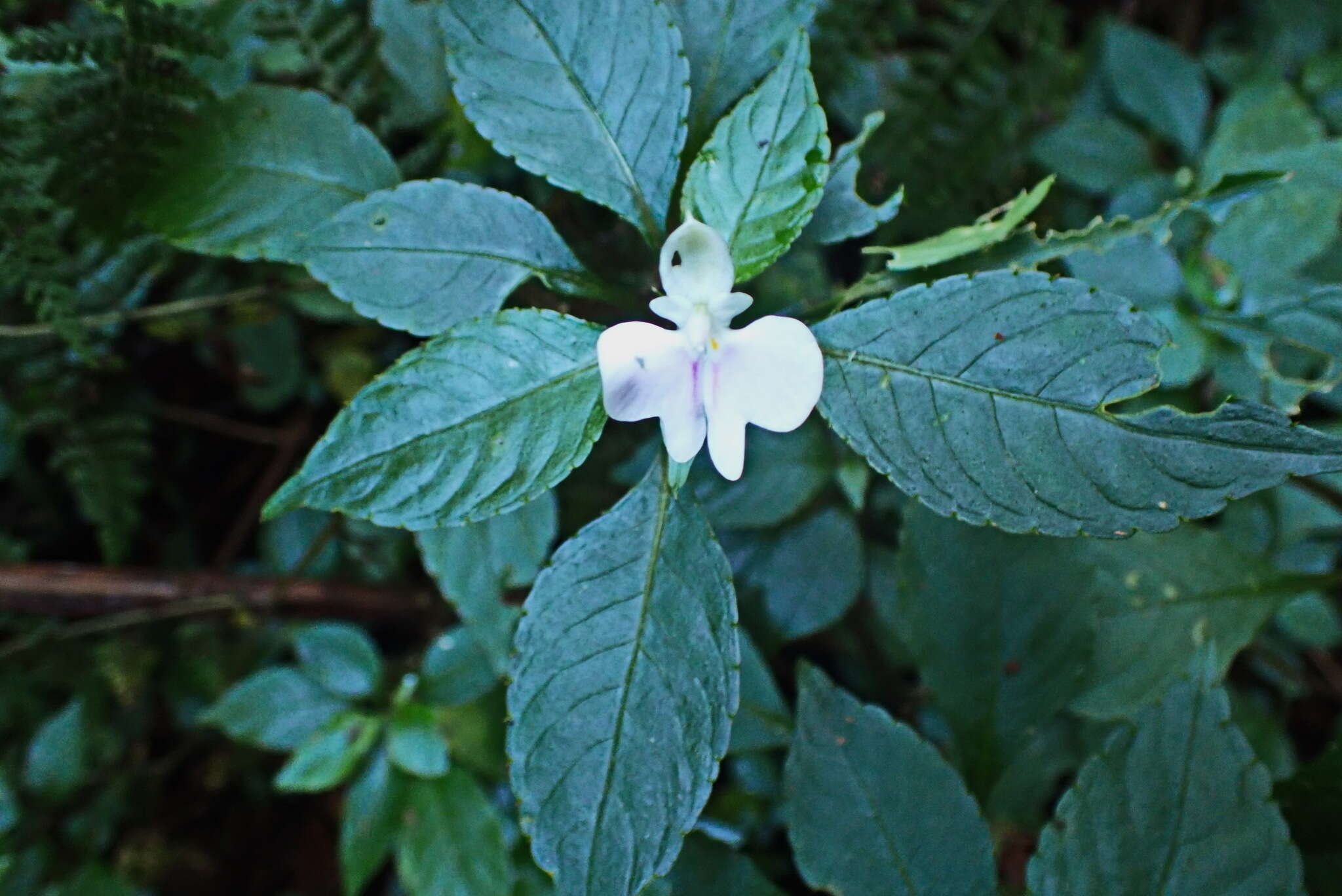 Image of Common wild impatiens