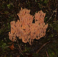 Ramaria samuelsii R. H. Petersen 1988的圖片