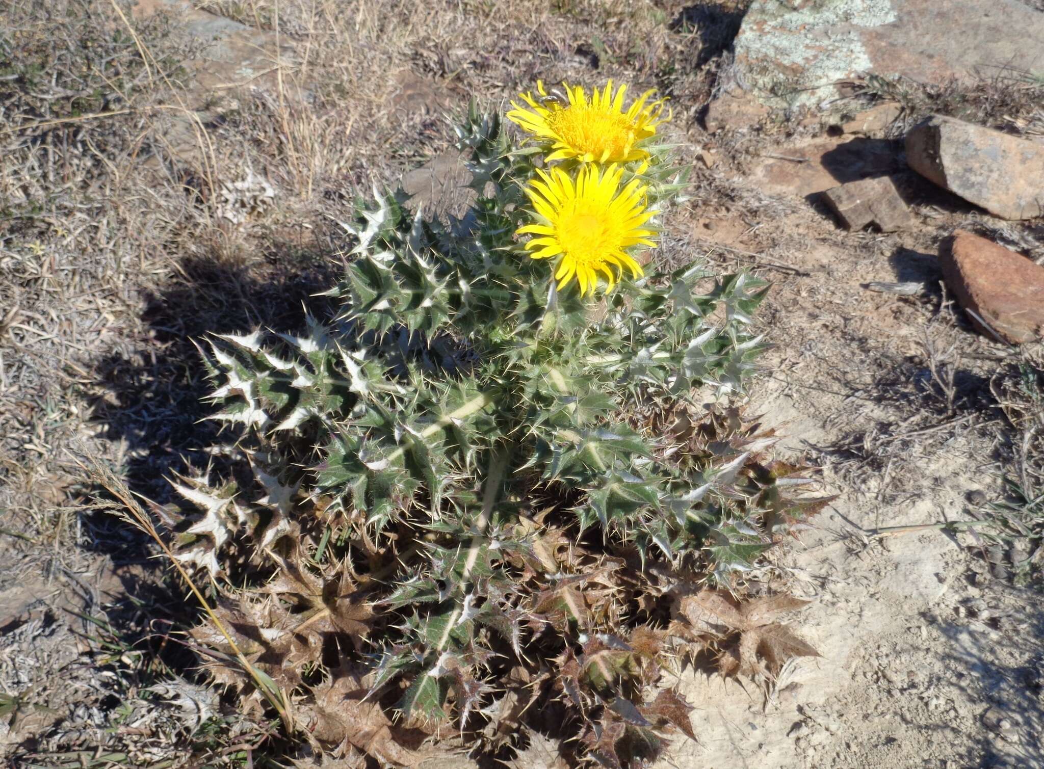 Image of <i>Berkheya <i>onopordifolia</i></i> var. onopordifolia