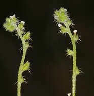 Image of bushloving cryptantha