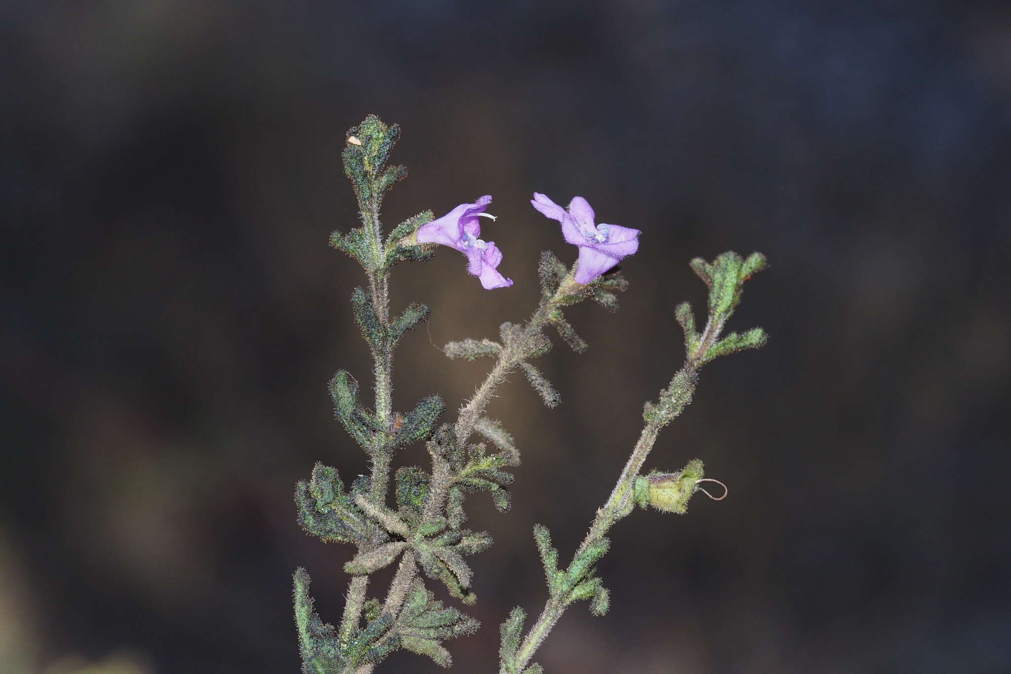 Image of Prostanthera cryptandroides subsp. euphrasioides (Benth.) B. J. Conn