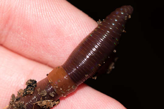 Image of red earthworm