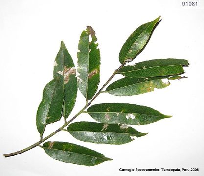 539.csppa 01081 1236700110 jpg.580x360
