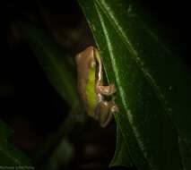 Imagem de Litoria fallax (Peters 1880)