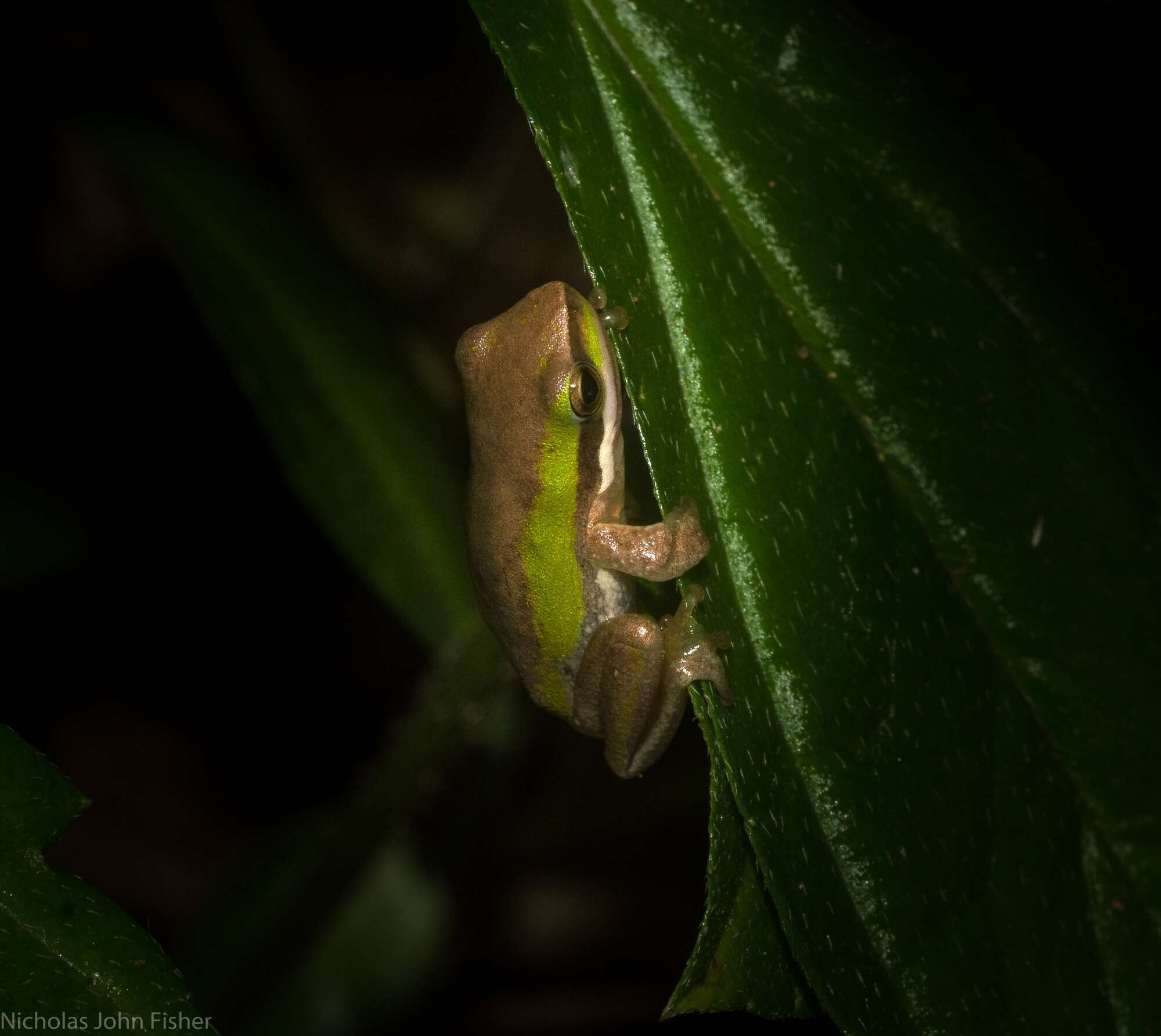 Image of Eastern Dwarf Tree Frog
