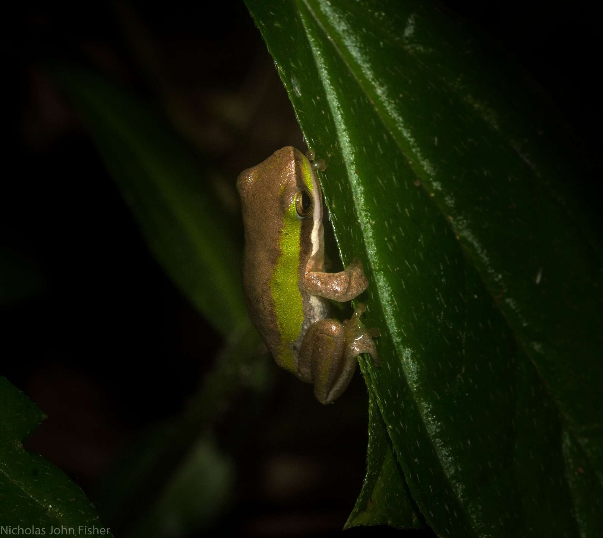 Litoria fallax (Peters 1880)的圖片