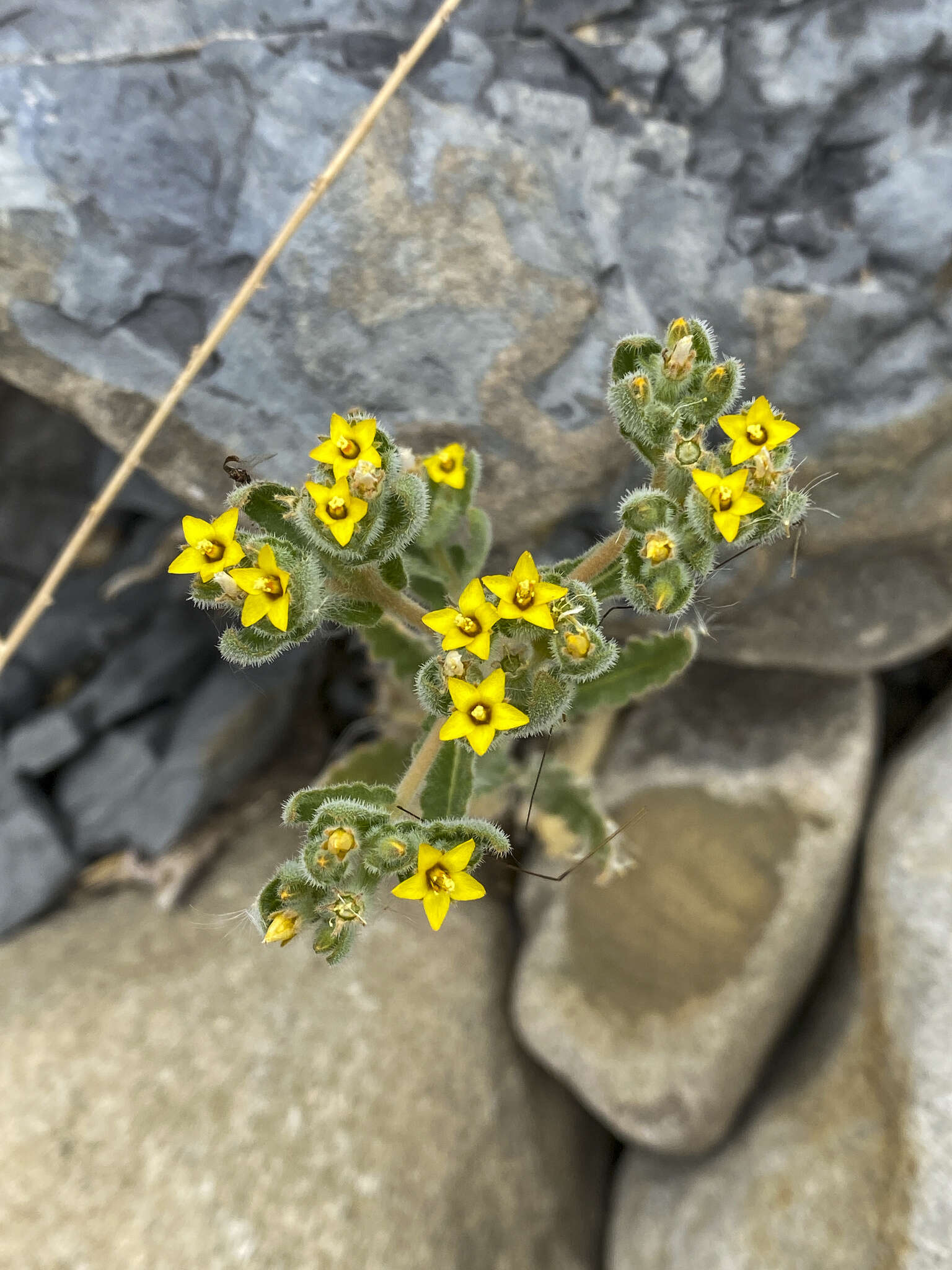 Image of San Luis blazingstar