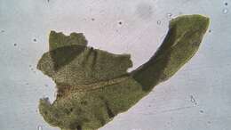 Image of Rugel's anomodon moss