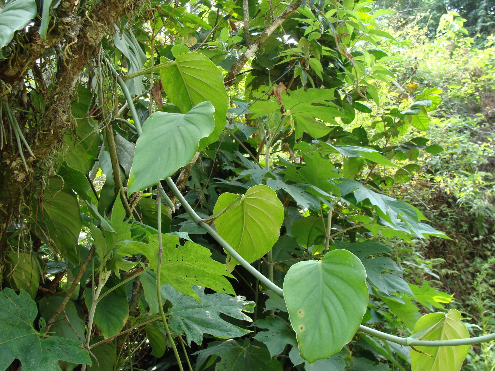 Image of Monstera acuminata K. Koch