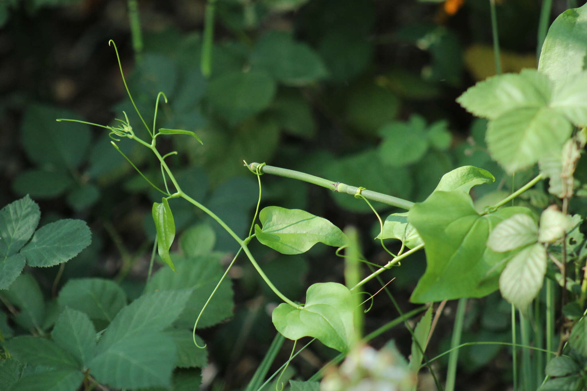 Image de Smilax californica (A. DC.) A. Gray