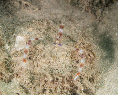 Image of coral shrimps