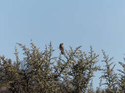 Image of Many-colored Chaco Finch