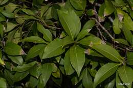 Image de Notelaea longifolia Vent.