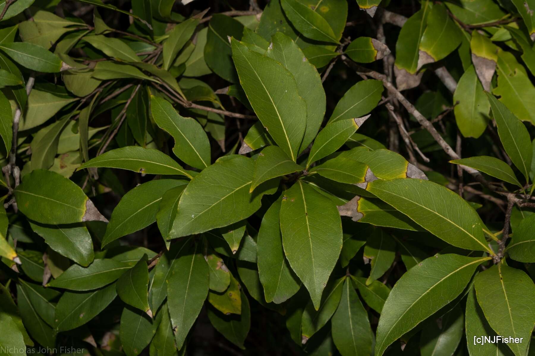 Image de Notelaea longifolia Vent.