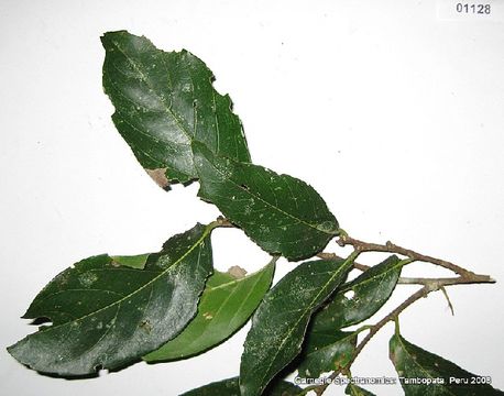 539.csppa 01128 1236700052 jpg.580x360