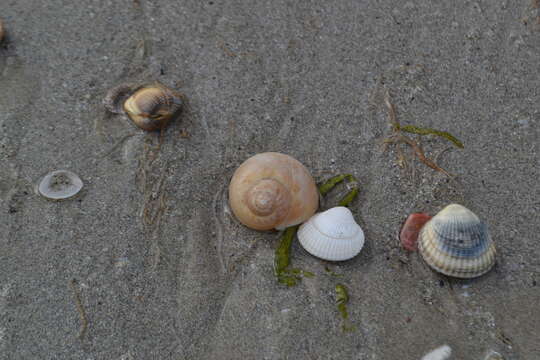 Image of European necklace shell