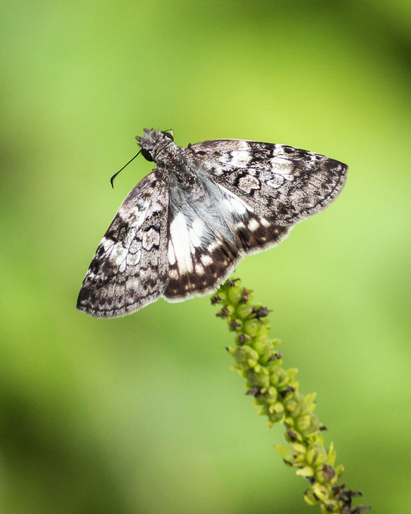 Image of Chiomara asychis autander Mabille 1891