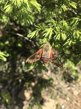 Image of Slender Clearwing