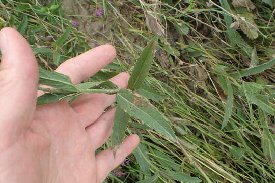 Image of tuberous vervain