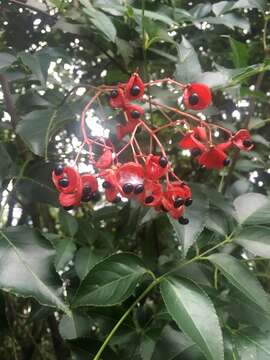 Image of Staphylea japonica (Thunb.) Mabb.