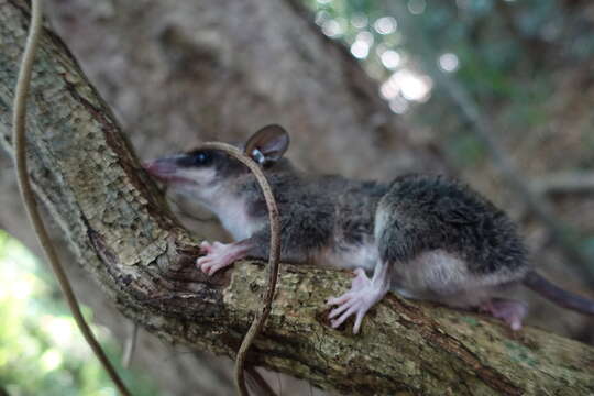 Image of Gray Slender Mouse Opossum