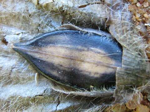 Plancia ëd Barleria macrostegia Nees