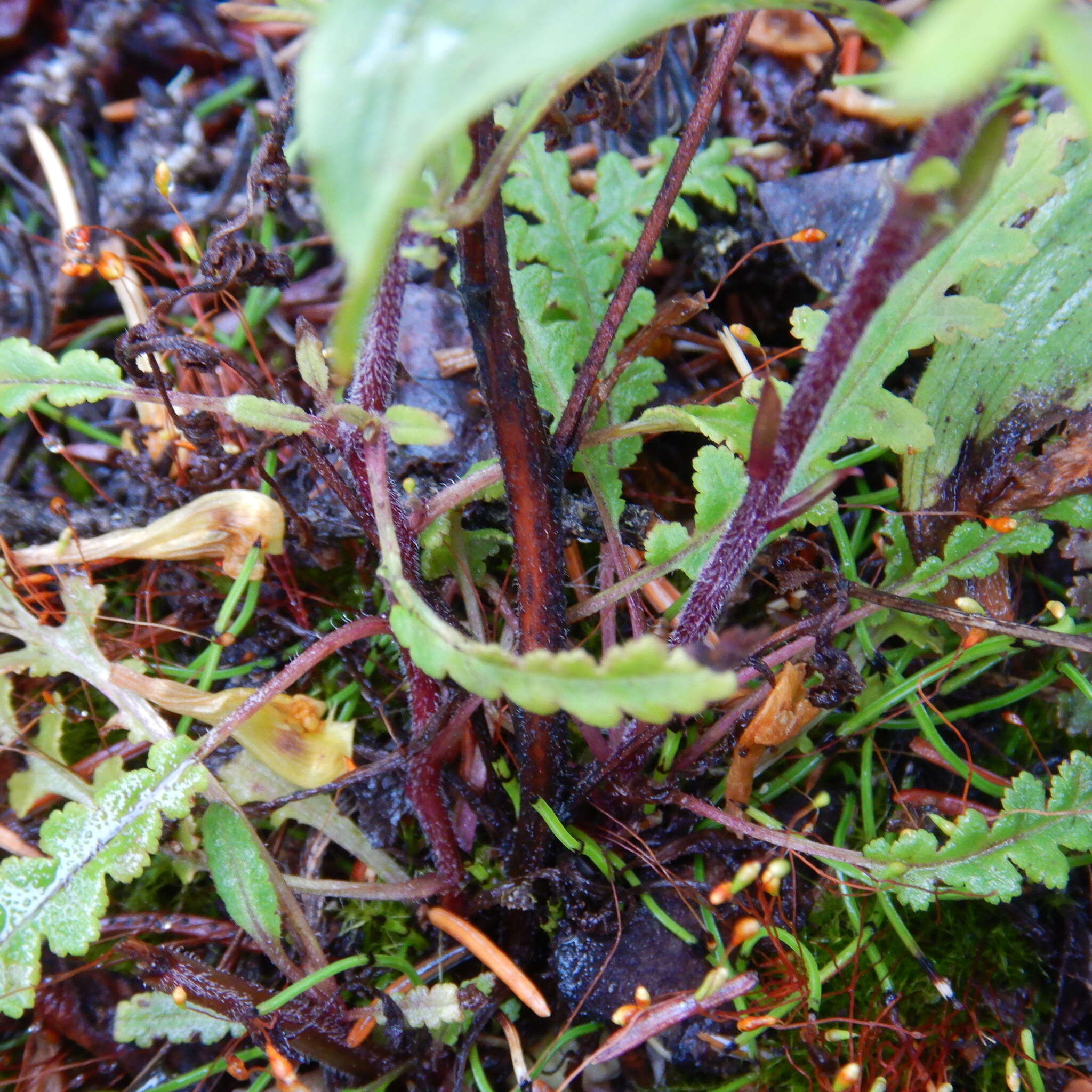 Pedicularis labradorica var. labradorica resmi