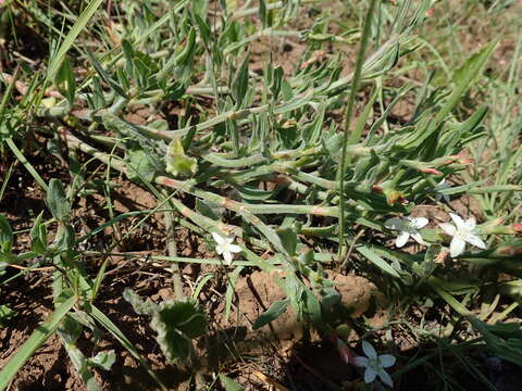 Image of Oxygonum dregeanum Meisn.