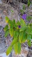 Image of Blue Potato Bush