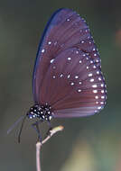 Image of Euploea sylvester harrisii Felder, C., Felder & R. 1865