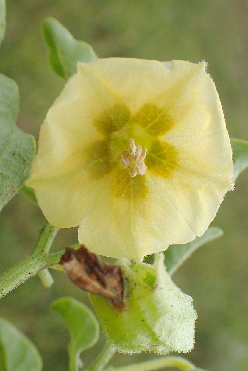 Physalis viscosa L. resmi