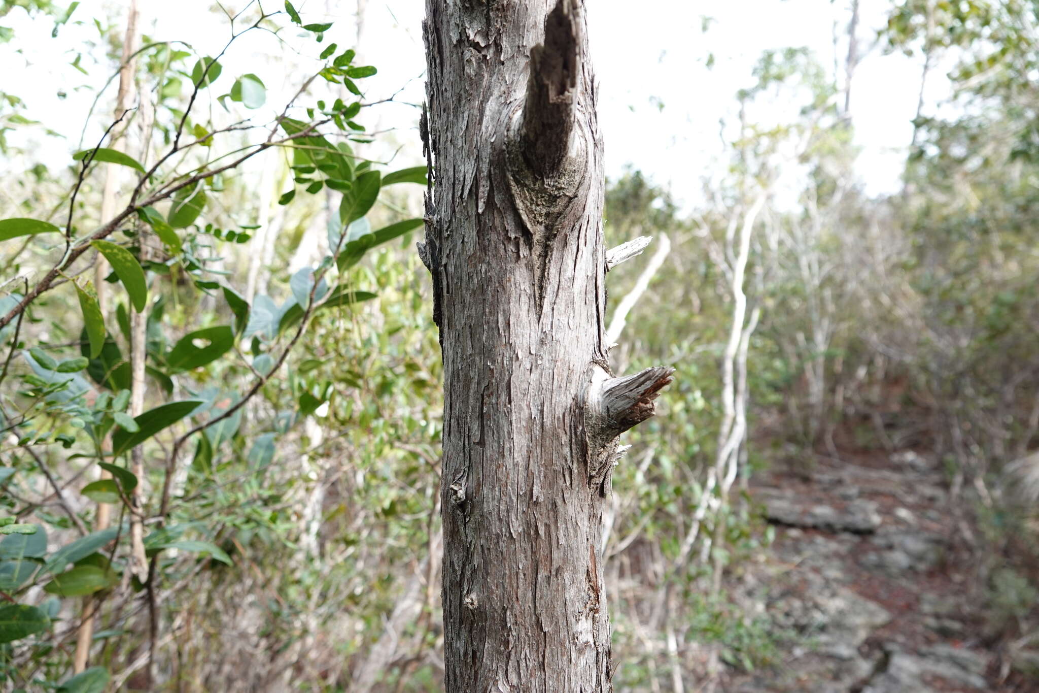 صورة Juniperus barbadensis L.