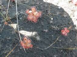 Image of Drosera sessilifolia St. Hil.