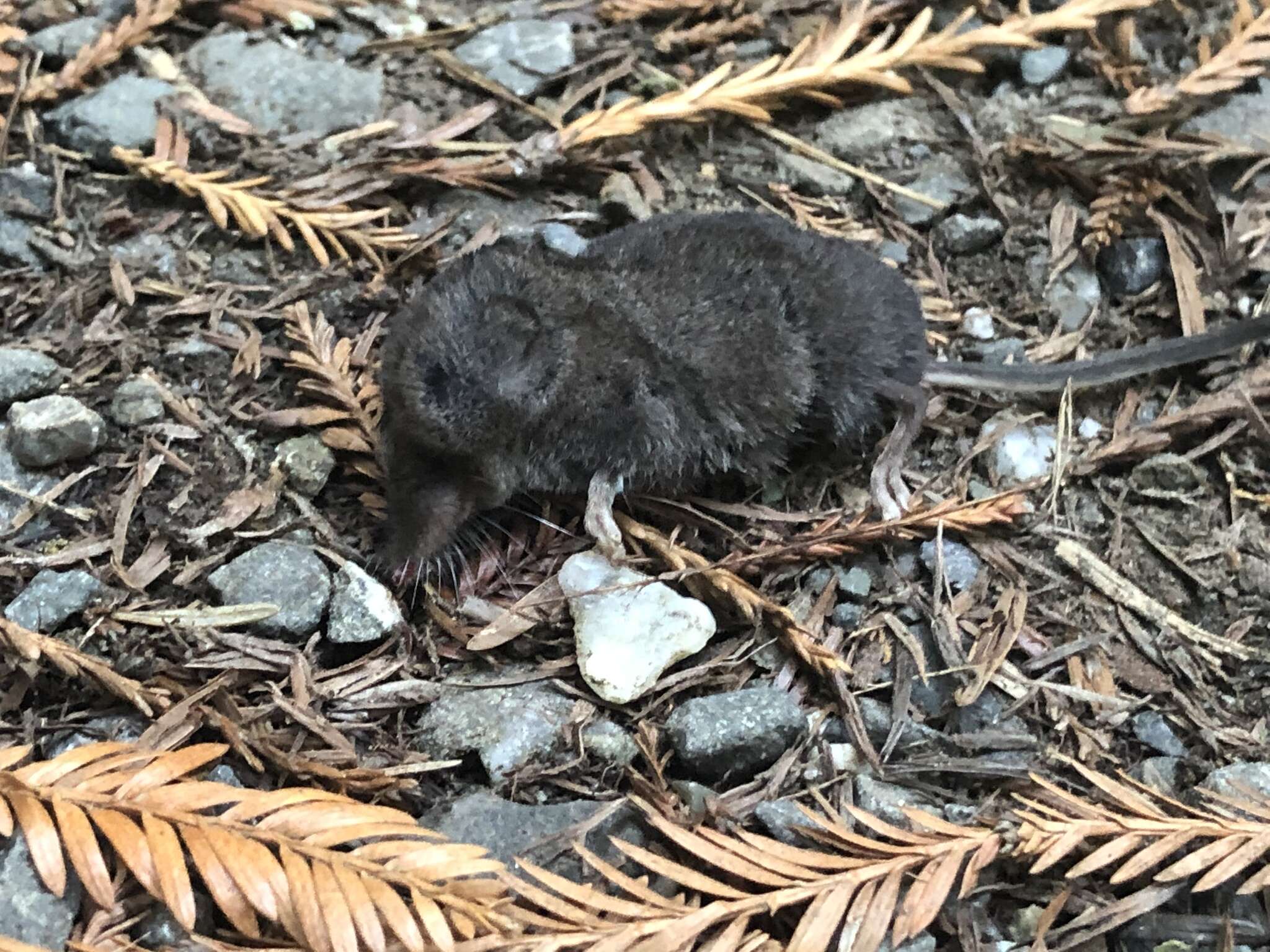 Image of Trowbridge's shrew