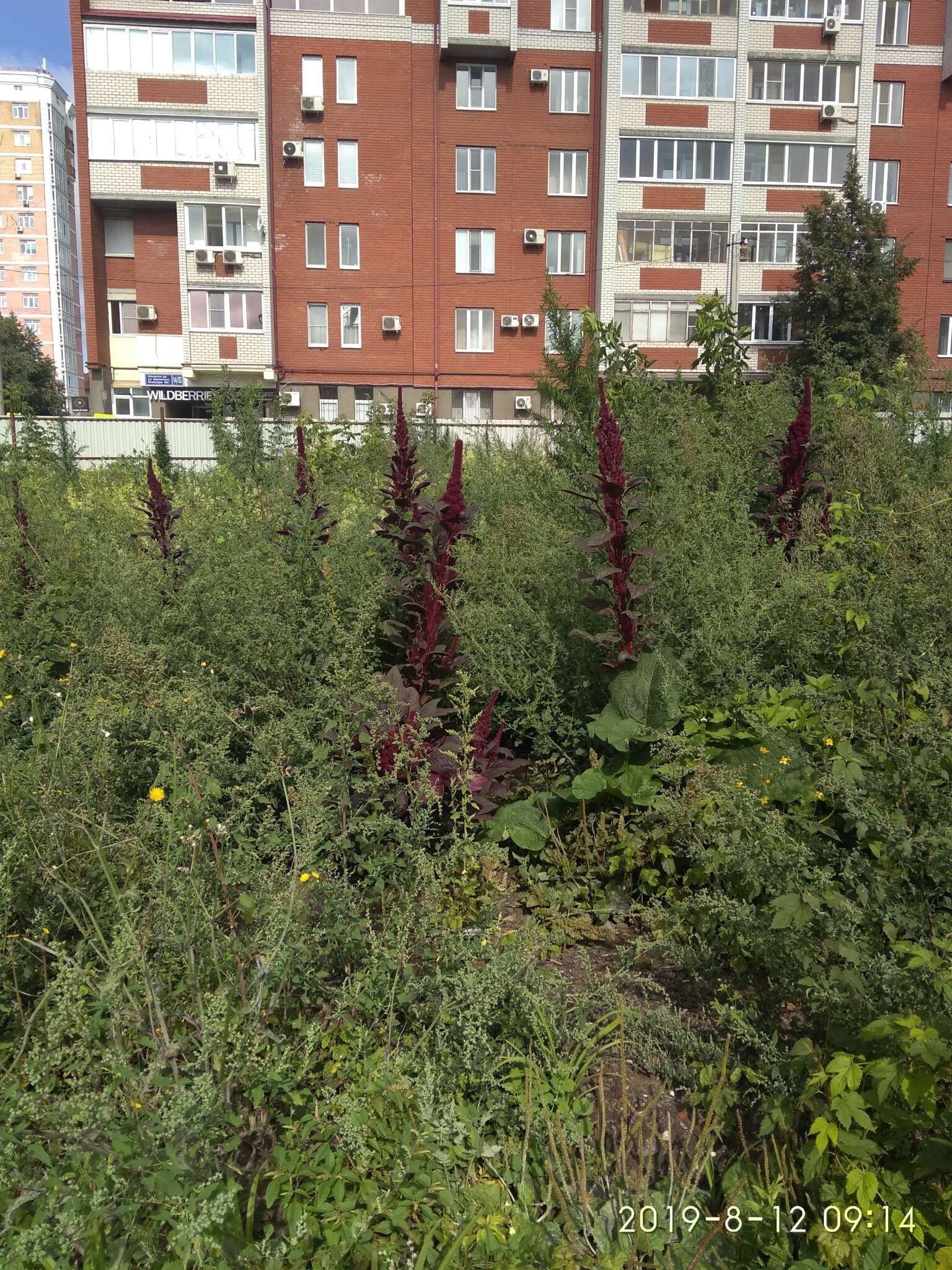 Amaranthus cruentus L. resmi