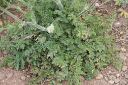 Image of Silphiodaucus hispidus