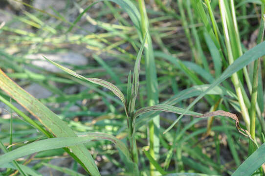 Imagem de Ustilago filiformis (Schrank) Rostr. 1890