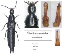 Image of Philonthus (Philonthus) coprophilus Jarrige 1949