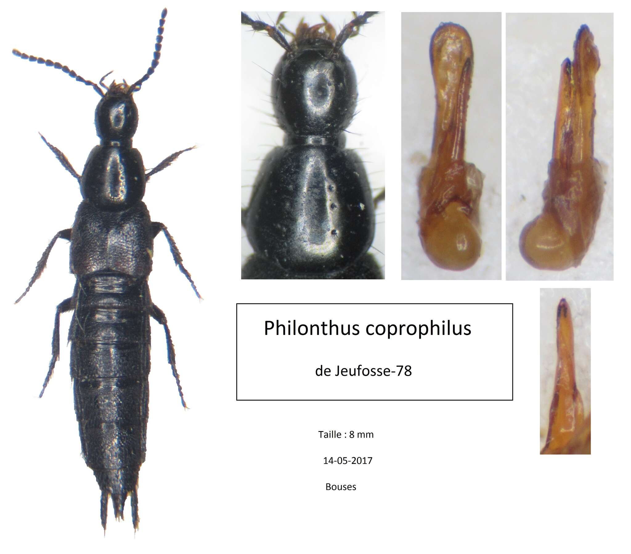 Image of Philonthus (Philonthus) coprophilus Jarrige 1949