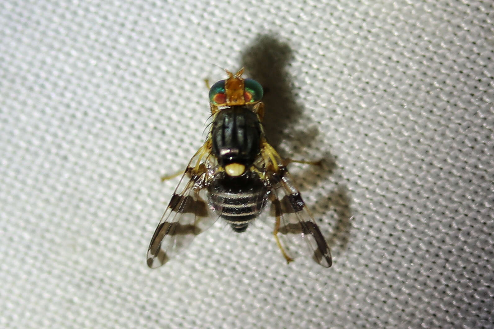 Image of cherry fruit fly