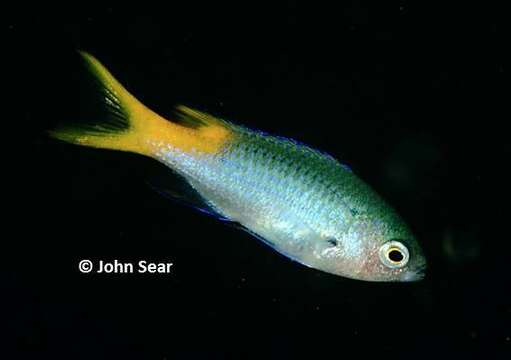 Image of Orange-tailed damsel-fish