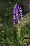 Image of Orchis olbiensis Reut. ex Gren.