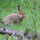 Sivun Lepus timidus varronis Miller 1901 kuva