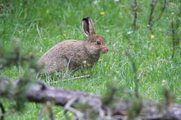 Plancia ëd Lepus timidus varronis Miller 1901