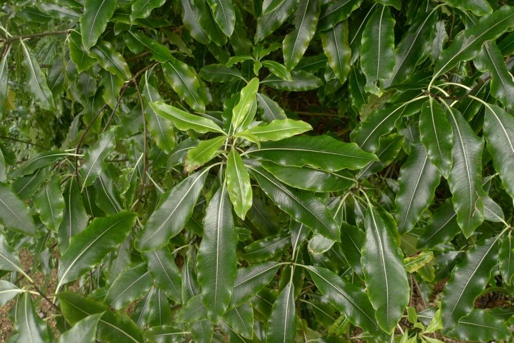 Image de Pittosporum eugenioides A. Cunn.