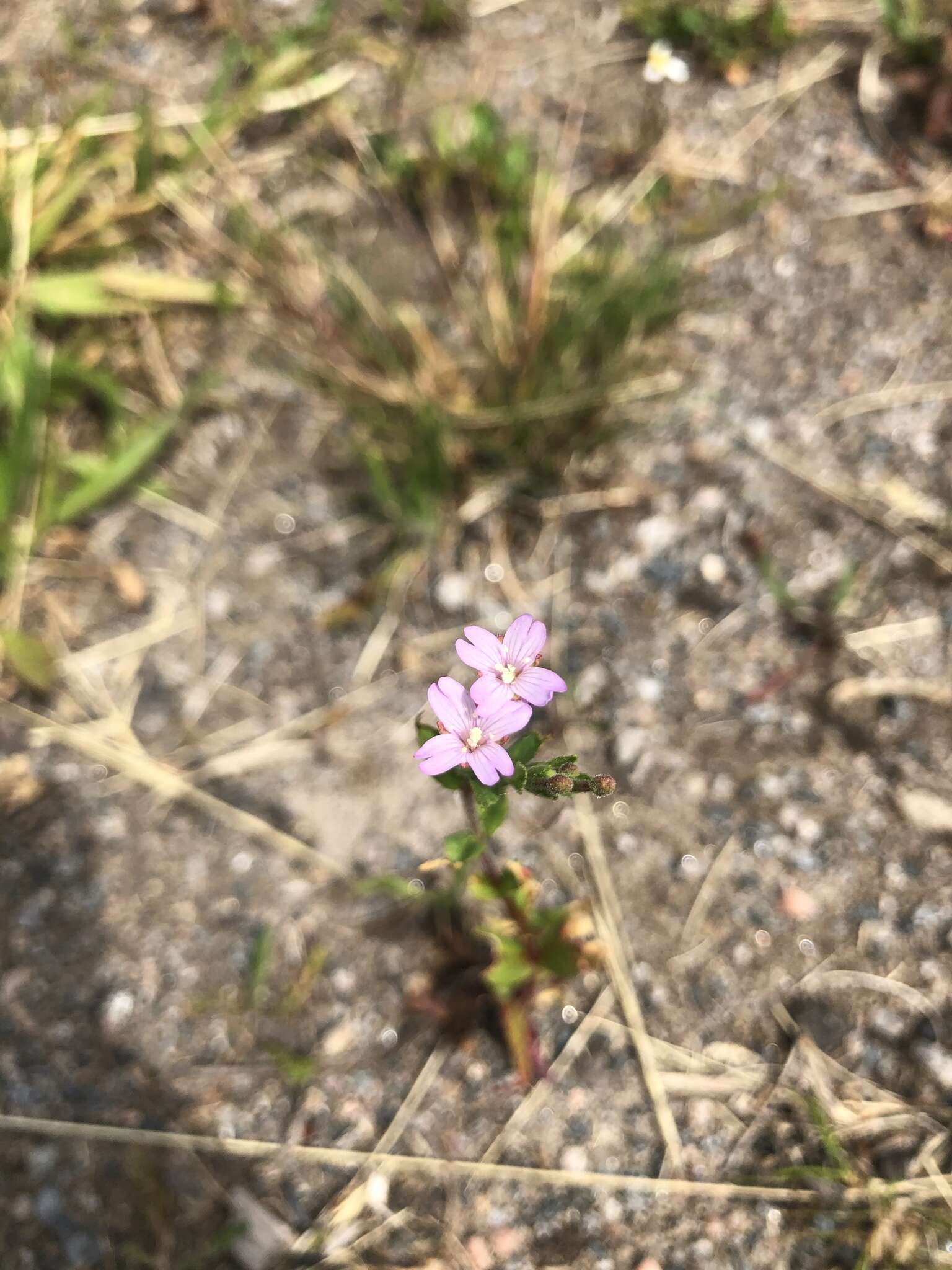 Image of Epilobium collinum C. C. Gmel.