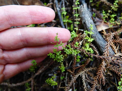 Image of Galium propinquum A. Cunn.