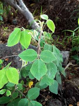 Image of greenleaf ticktrefoil